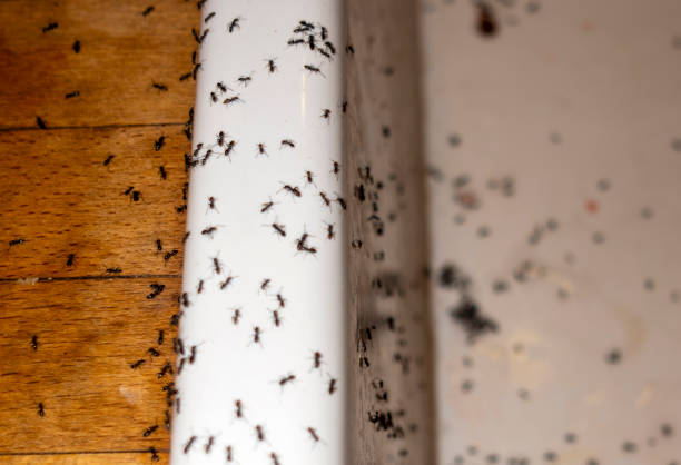 Best Pest Prevention Services  in Lenoir City, TN